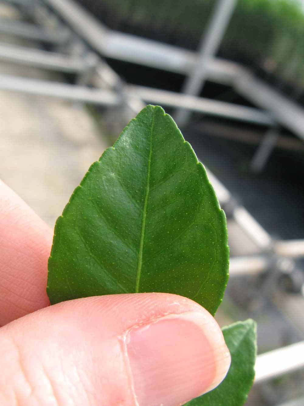              Margin (Phillip Rucks Citrus Nursery, Frostproof, FL)       